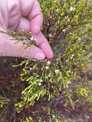 Lachnaea axillaris