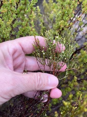 Lachnaea axillaris