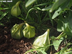 Aristolochia bottae