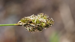 Carex subfusca