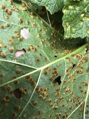 Puccinia malvacearum