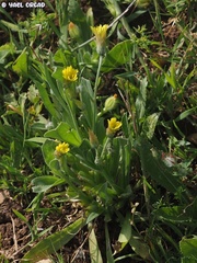 Catananche lutea