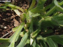 Catananche lutea