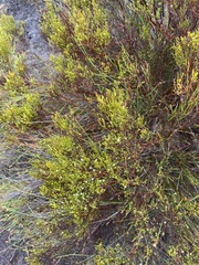 Lachnaea axillaris