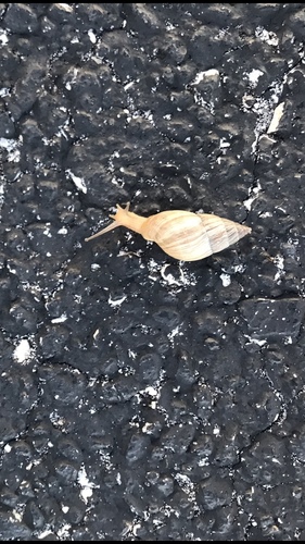 Bulimulus bonariensis image