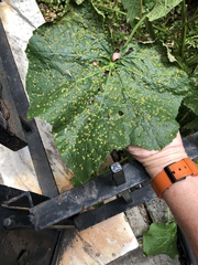 Puccinia malvacearum