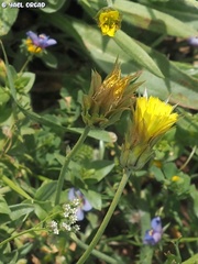 Catananche lutea