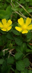 Potentilla indica