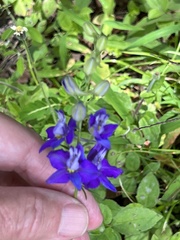 Delphinium ajacis