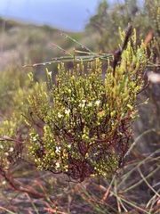 Lachnaea axillaris
