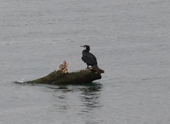 Phalacrocorax carbo