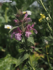 Stachys arabica