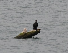 Phalacrocorax carbo