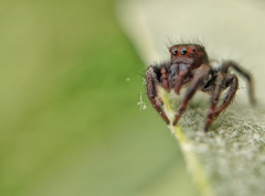 Salticidae