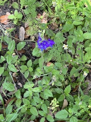 Delphinium ajacis