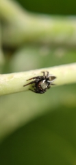 Salticidae