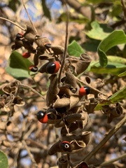 Rhynchosia precatoria