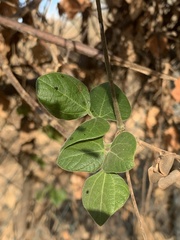 Rhynchosia precatoria