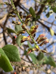 Rhynchosia precatoria