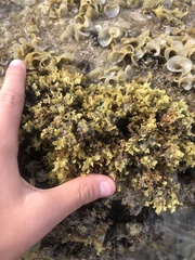 Melanamansia glomerata