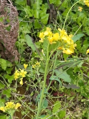 Brassiceae