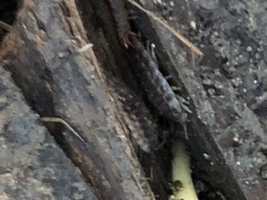 Oniscus asellus