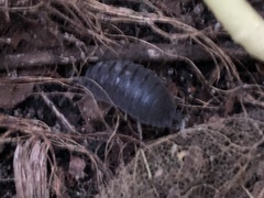 Porcellio scaber