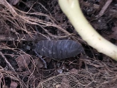 Porcellio scaber
