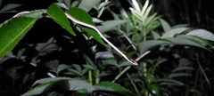 Dendrelaphis pictus