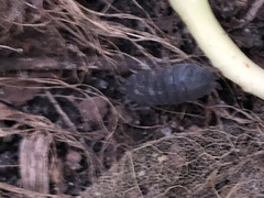 Porcellio scaber