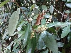 Aextoxicon punctatum