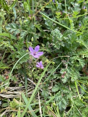 Erodium cicutarium