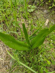 Colchicum umbrosum
