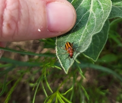 Nemognatha piazata