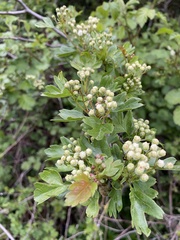 Crataegus monogyna