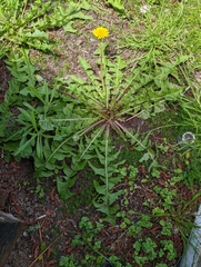 Taraxacum officinale