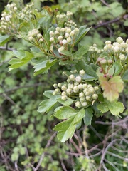 Crataegus monogyna