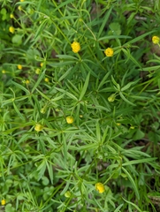 Ranunculus auricomus