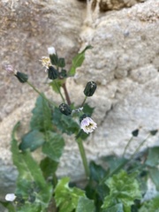 Sonchus oleraceus