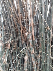 Dendrocalamus calostachyus