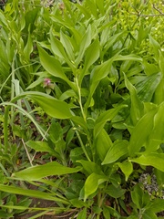 Polygonatum latifolium