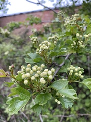 Crataegus monogyna