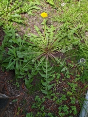 Taraxacum officinale