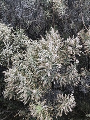Dicerothamnus