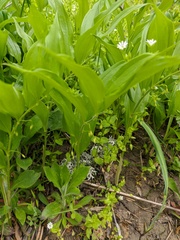 Polygonatum latifolium