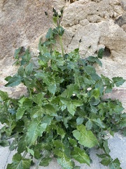 Sonchus oleraceus