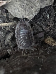 Oniscus asellus