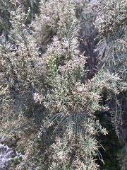 Dicerothamnus