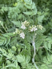 Anthriscus sylvestris