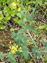 Brassiceae